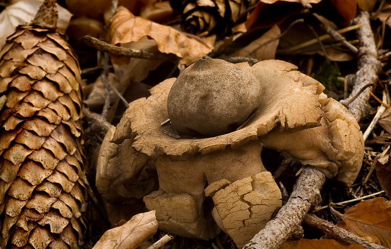 Geastrum triplex